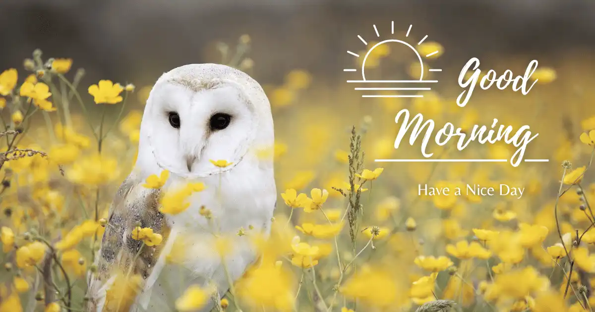 Beautiful Good Morning Images