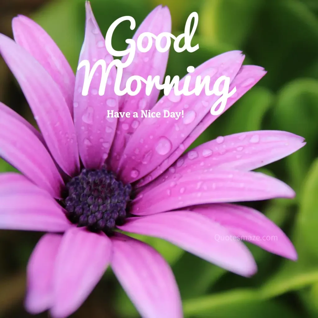 good morning pic