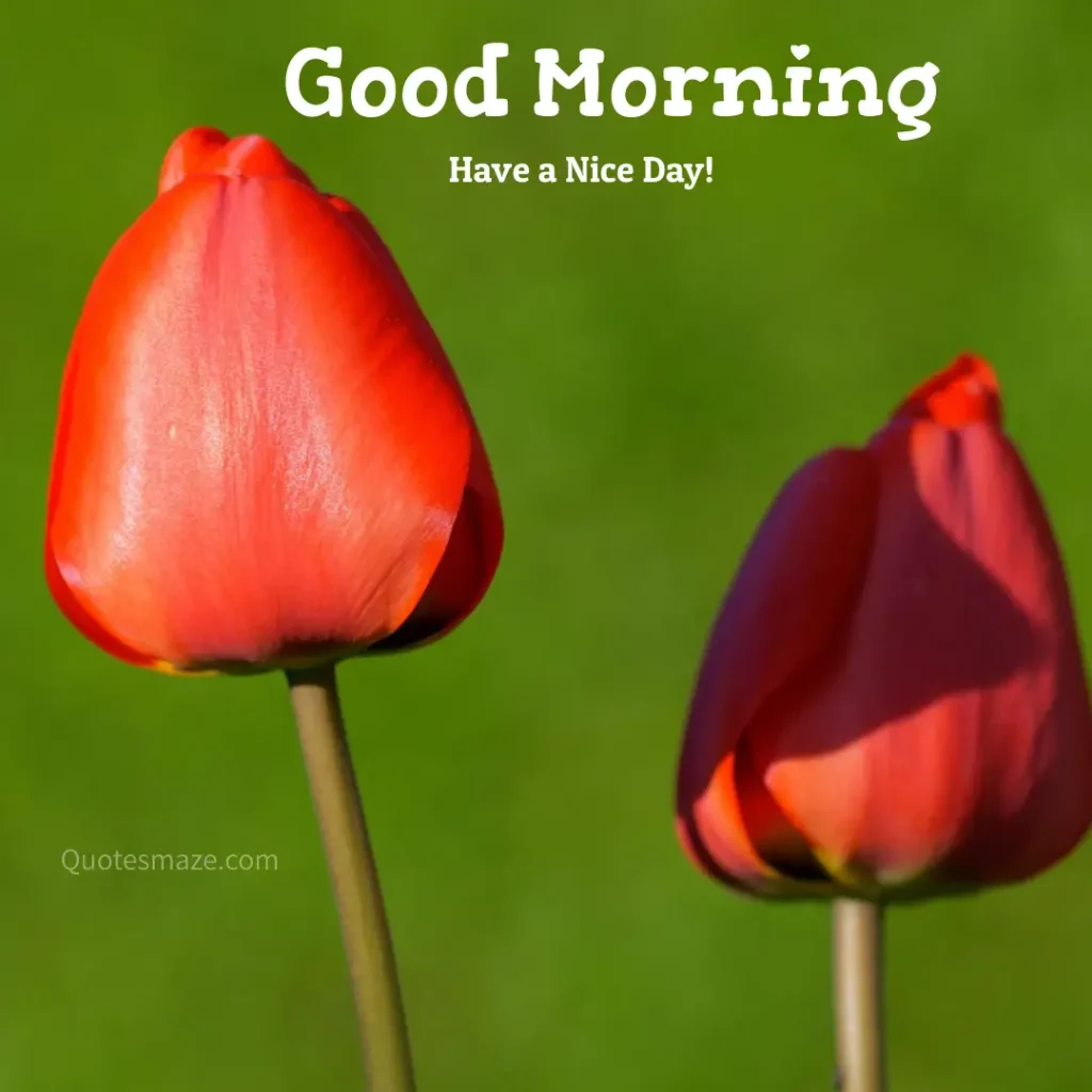 wonderful flower in the morning light