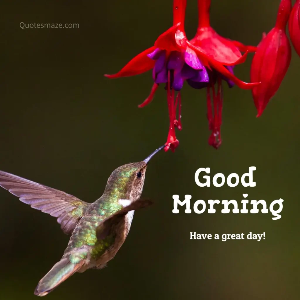 good morning photos