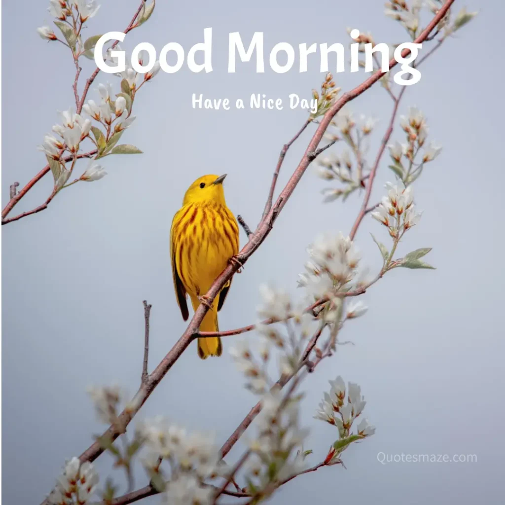 108+ Beautiful Good Morning Images | HD Photos of Birds & Flowers