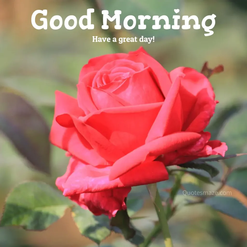 have a great day wishes with rose