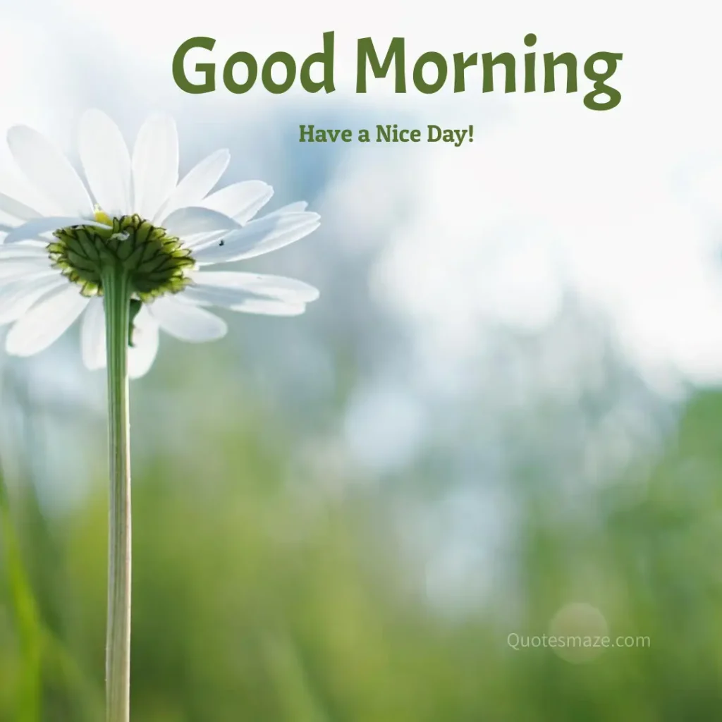 beautiful morning vibe