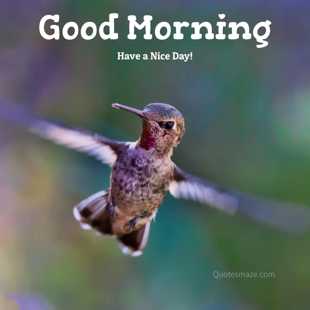 small bird are flying