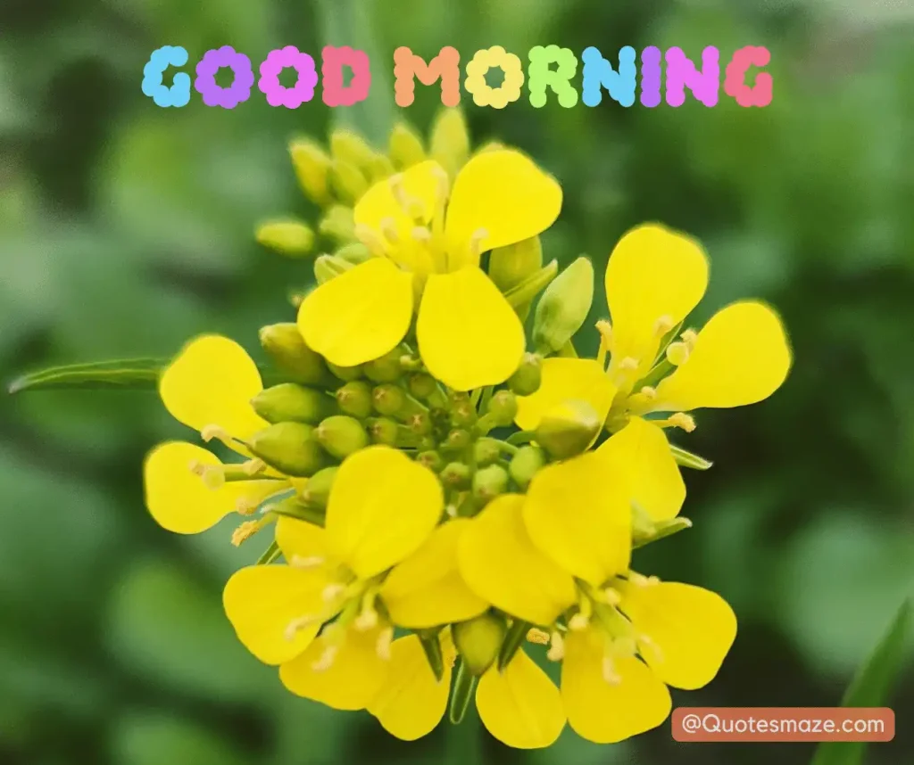 beautiful morning flower photo of mastered flower